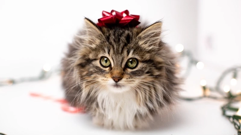 В попытке продать котенка жительница Сахалина лишилась более 1 млн рублей