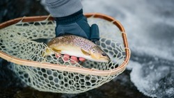 За незаконную добычу водно-биологических ресурсов осуждены два жителя Сахалина