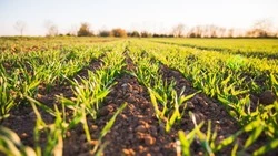 Импортозамещение на Сахалине: аграрии расширяют площади посева