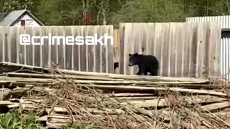 Медвежонка-разведчика встретили сахалинцы в пригороде Долинска