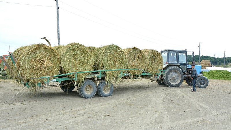 Выгода в початках