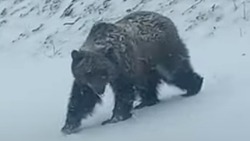 Гречкой с мясом покормили медведя на севере Сахалина