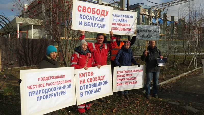 Сахалинские зоозащитники добились отмены разрешения на вылов косаток