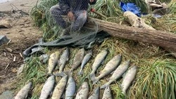 Сахалинская рыбоохрана изъяла семь лодок у браконьеров за неделю