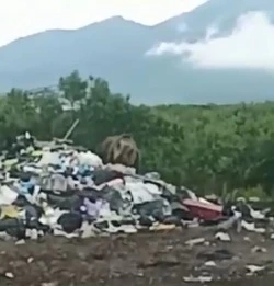 Медведь разворотил свалку в Курильске в поисках еды