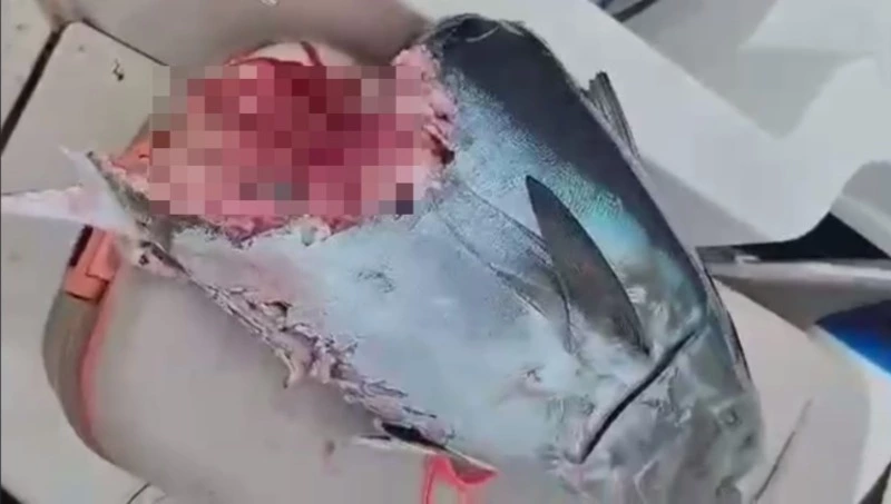 Голодная акула оставила сахалинских рыбаков без улова