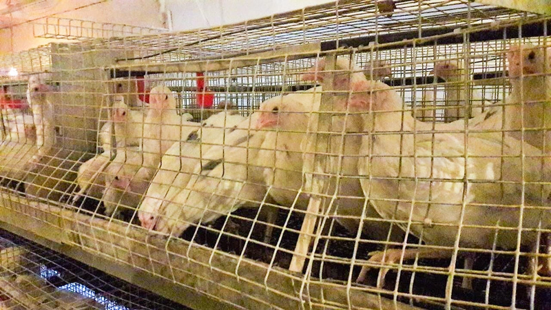 На сахалинской птицефабрике разводят новый гибридный вид кур-несушек