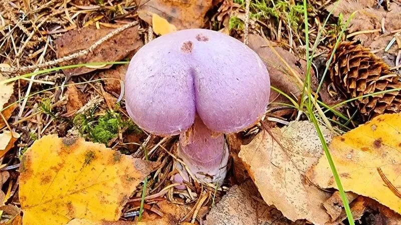 «Он настоящий». Сахалинцы выбирают имя фиолетовой находке странной формы