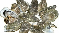 Ученых удивили устрицы-долгожители из лагуны Буссе