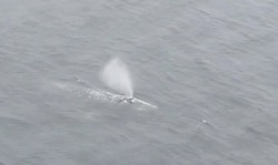 Крупный кит подкрался из воды к нефтяникам на севере Сахалина