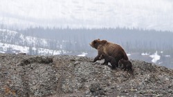 Медведь задрал 60-летнюю женщину в Тымовском районе 8 октября