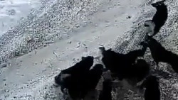 Собаки с улицы накинулись на домашнего питомца на глазах у детей в Поронайске