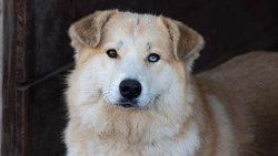 «Хвостатые хлопоты» в помощь бездомным животным: на Сахалине завершилась благотворительная акция