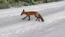 Жители Сахалина прикормили рыжего лиса и он стал красивым