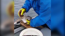Рыбаки добыли два бака трески на Сахалине. Штормовое предупреждение их не напугало
