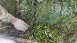 Минсельхоз России ввел запрет на вылов креветки в водах Сахалина