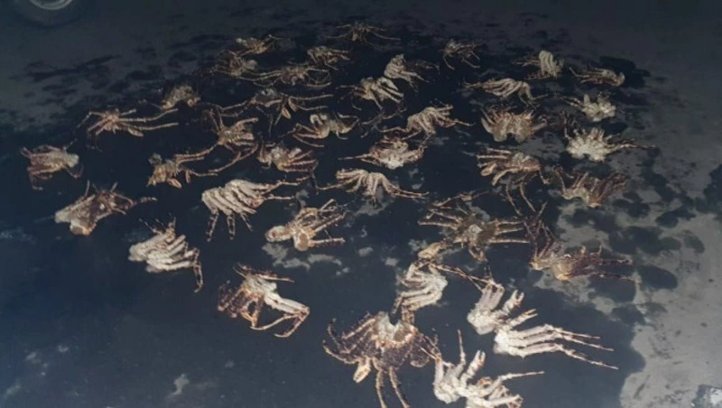 На Сахалине задержали браконьеров с камчатским крабом на миллионы рублей