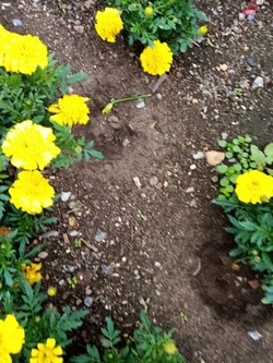 Анонимные хулиганы выкопали цветы в сквере Закомолдина в Аниве