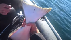«На кальмарчика клюнул!»: сахалинец поймал крупного палтуса