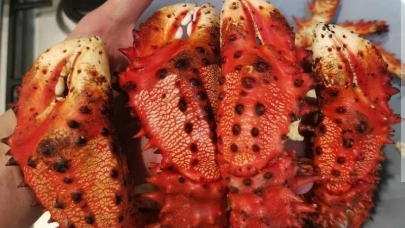 «Пришлите хоть одну клешню»: сезон зимней рыбалки на краба открыли на Сахалине