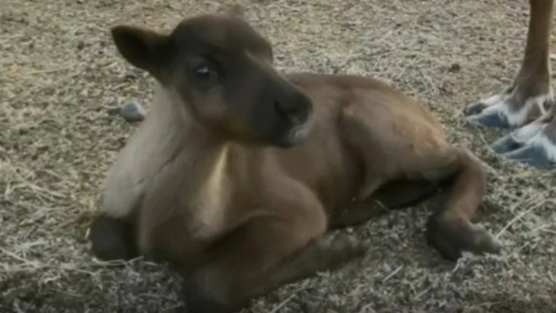 Малышей оленьего стада показали в общине КМНС Ногликского района