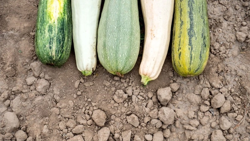 Кабачки желтеют и гниют? Простые решения для богатого урожая