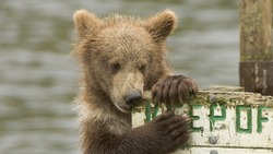 Молодые медведи вышли к домам на Итурупе. Людей предупреждают об опасности