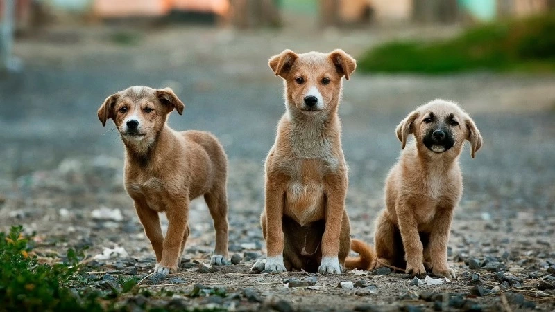 Людям напомнили о последствиях кормления бездомных животных на Сахалине