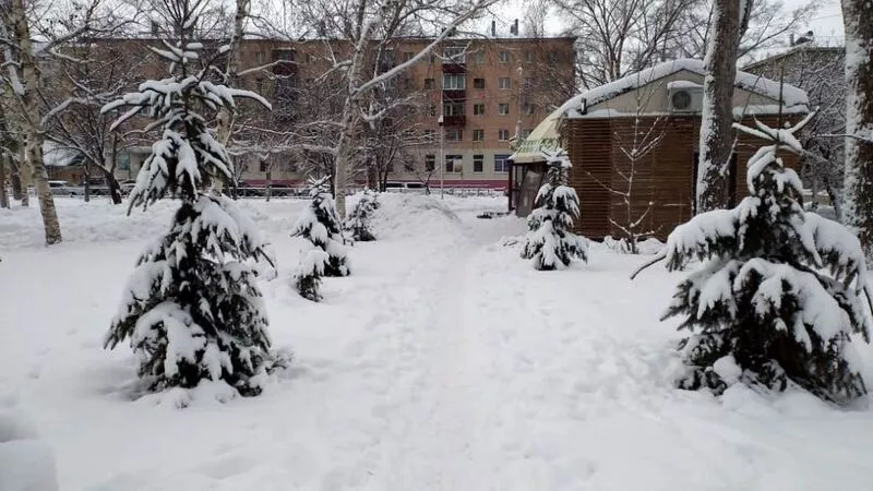 В Южно-Сахалинске неизвестные хулиганы варварски срубили елки в сквере под прицелом камер