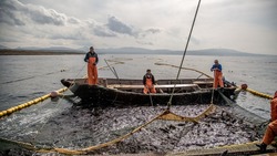 Рыбоучетные заграждения начали устанавливать в Сахалинской области
