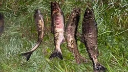 Четыре кеты обошлись сахалинскому браконьеру в 434 тысячи рублей