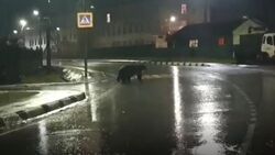 Больной медведь «пришел в гости» к жителям курильского села Рейдово поздно ночью