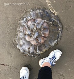 Редкую медузу нашли на городском пляже в Поронайске