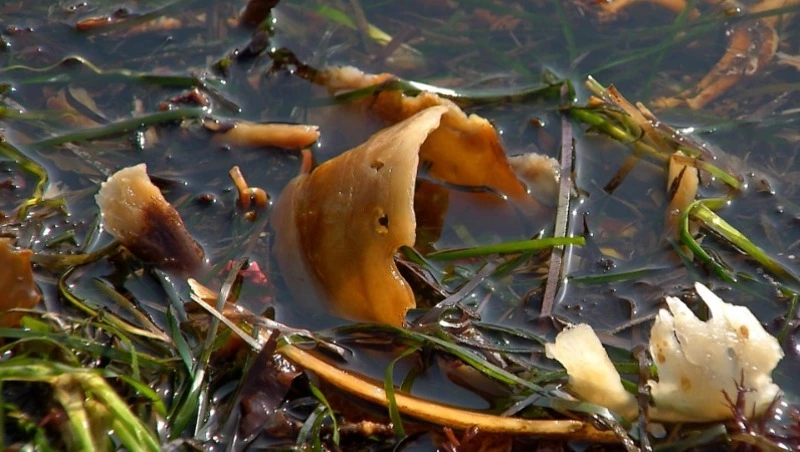 Ламинария спасёт от глобального потепления — Центр внимания 23 марта