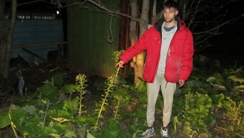 Гость из Средней Азии устроил 87 закладок с героином на территории Сахалина