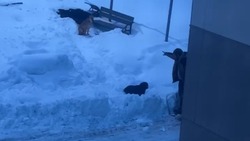 Пьяный полуголый житель Корсакова угрожает собаке, спасенной в метель