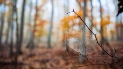 До 15 градусов тепла придут в Южно-Сахалинск 21 октября