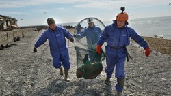 Сахалинцы спасли от пластиковых удавок 28 морских котиков