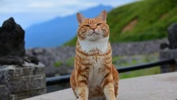 Знаменитый курильский бобтейл Кеша обзавелся Telegram-каналом