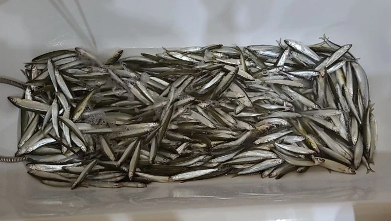 Рыбаки Сахалина похвастались первыми уловами корюшки в 2023 году