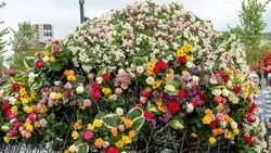 Фоторепортаж: на День города южносахалинцам подарили 5 500 цветов