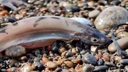 Мойвовая путина под контролем: власти Углегорского района проверят соблюдение законодательства