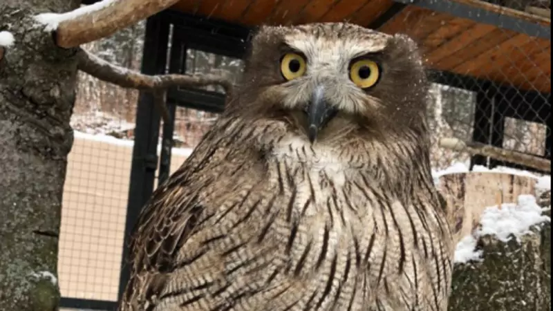 Однодневные куропатки и любовь: удивительные факты о пучеглазой жительнице сахалинского зоопарка