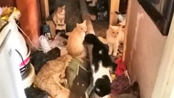 «Там были трупы котят с парашей»: квартира с десятками кошек ужаснула сахалинцев