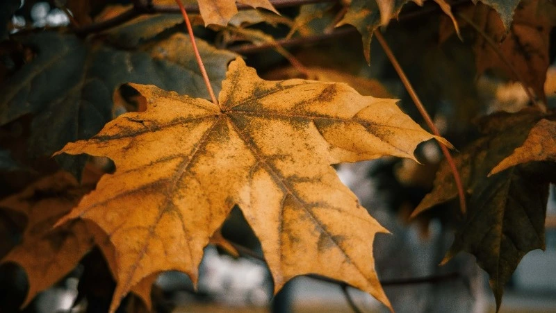 В Южно-Сахалинске 4 ноября будет тепло, но ветрено
