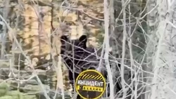Косолапые выходят к людям: медведей заметили в черте двух городов на Сахалине