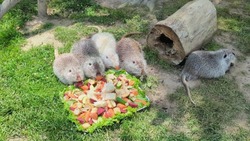 Крупные грызуны оценили свеклу на «банкете» в Сахалинском зоопарке