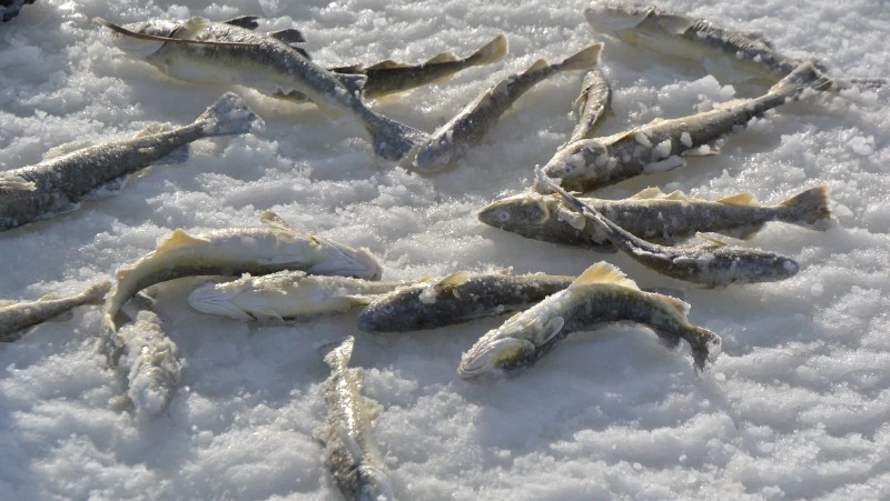 Навагу по низким ценам привезли в два магазина в Макаровском районе днем 9 марта 