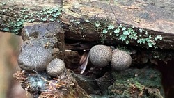 Ученые обнаружили «грибоживотных» на Курилах