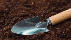 Сахалинца будут судить за высадку конопли в лесу у дома